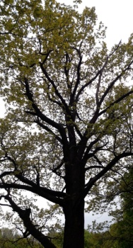 Вековой дуб у Церкви Рождества Пресвятой Богородицы в Поярково