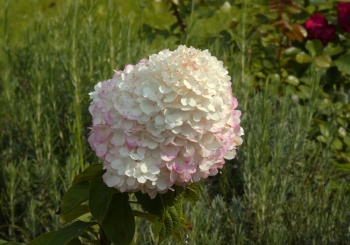 Свято-Юрьев мужской монастырь в Великом Новгороде