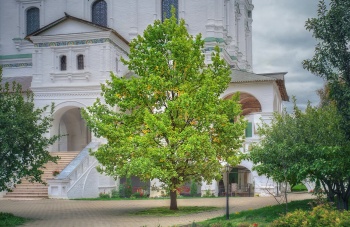 Мощи преподобного Иосифа Волоцкого в Иосифо-Волоцком монастыре