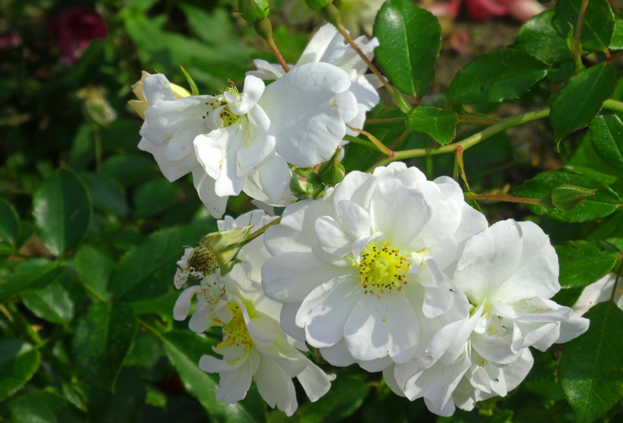 Белые розы в саду Свято-Юрьева мужского монастыря