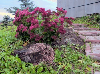 Церковь Иоанна Богослова в Смоленске: фрагмент стены