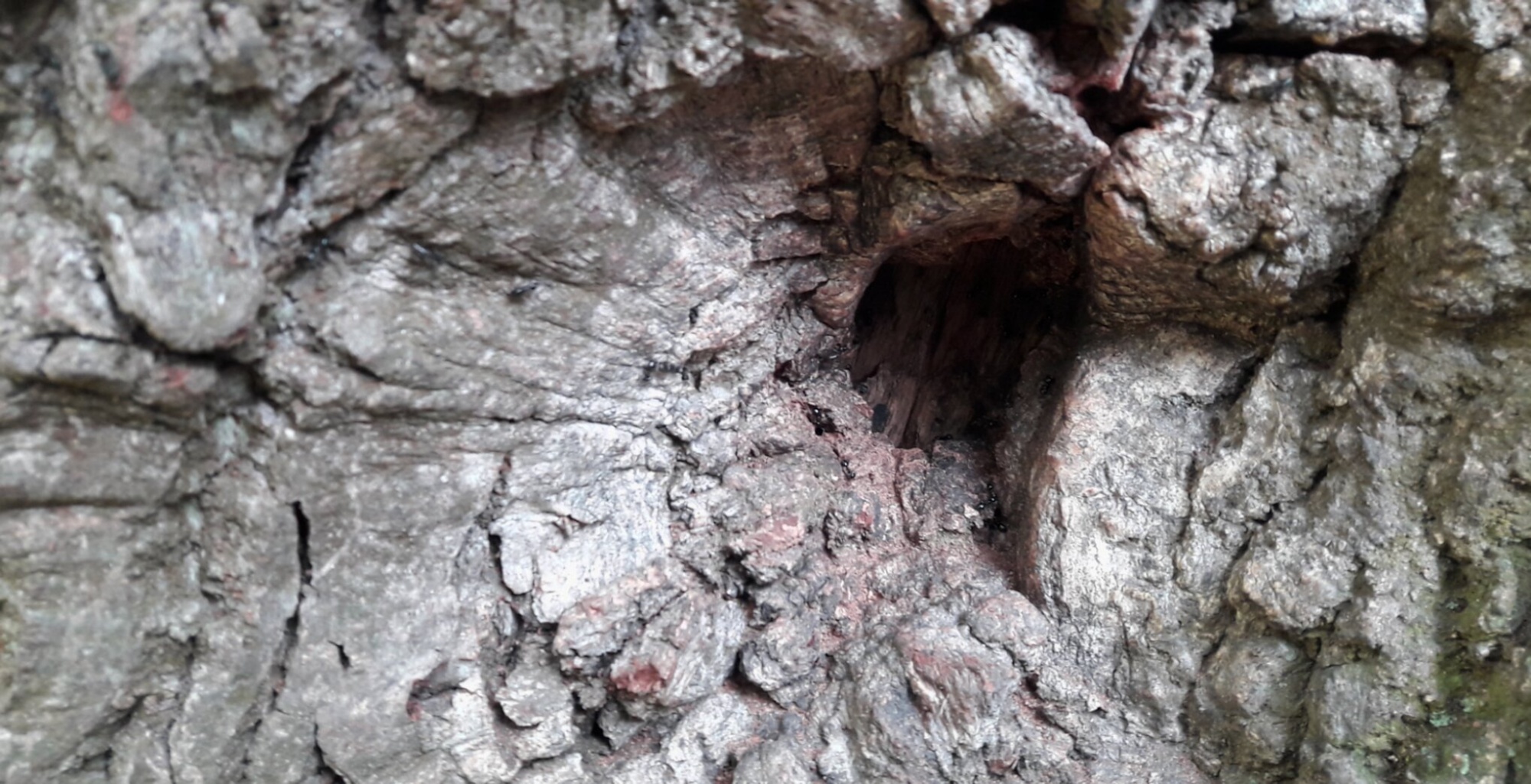 Реликтовый дуб у Церкви иконы Божией Матери «Знамение»