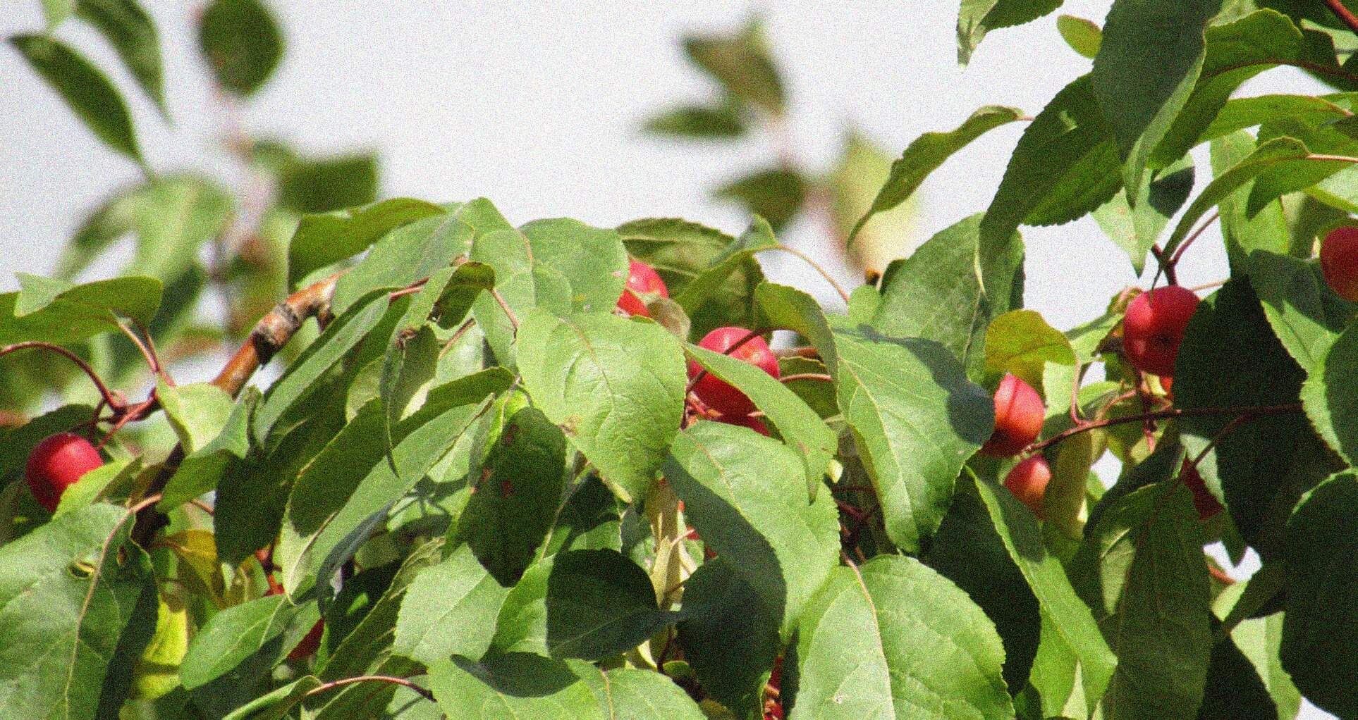 Декоративная яблоня (Malus baccata) в ансамбле Новодевичьего монастыря