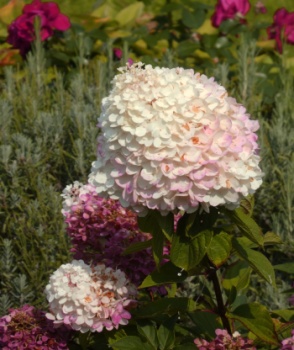 Гортензия метельчатая в саду Свято-Юрьева мужского монастыря