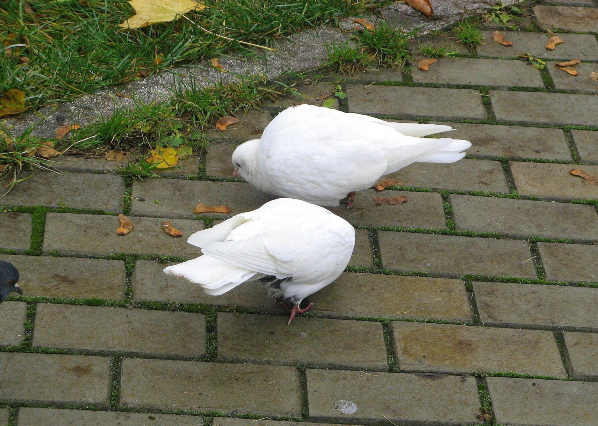 Белые голуби на территории Донского монастыря