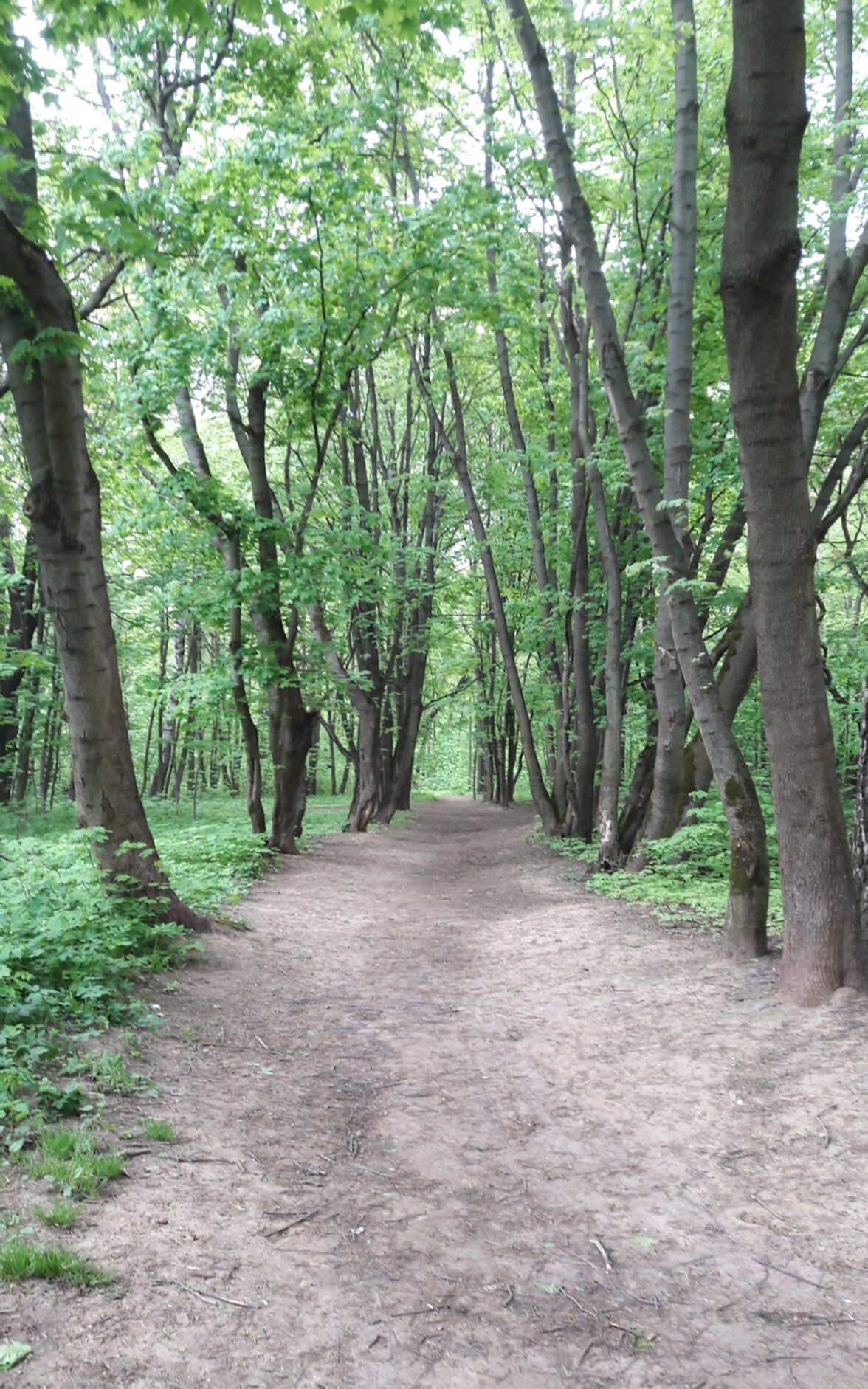 Лесная тропа к Церкви иконы Божией Матери «Знамение» в урочище Иевлево-Знаменское