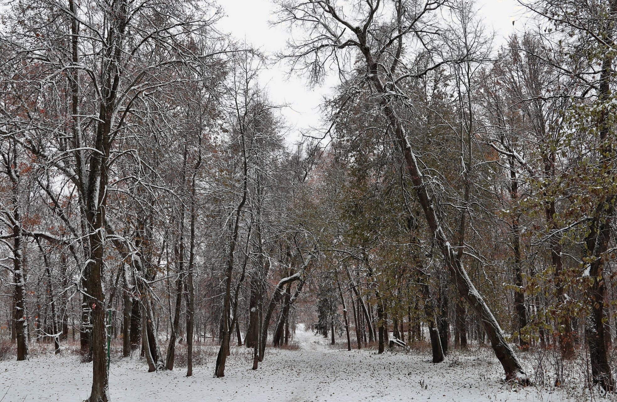 Вознесенская церковь в Красном - зимний пейзаж
