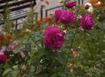 Куст малиновых роз в садово-парковом ансамбле Спасо-Преображенского Хутынского монастыря