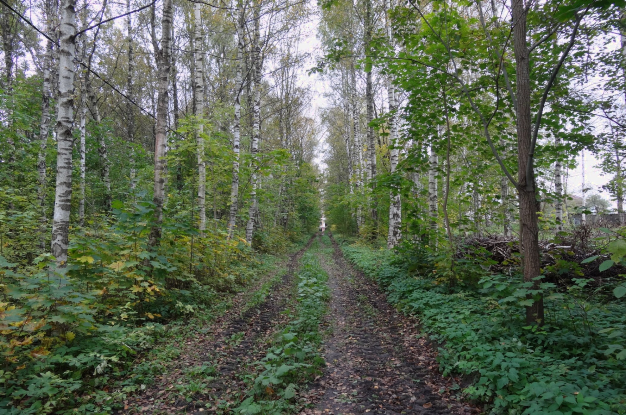 Дорожка к Храму Святого Александра Невского в Красном Селе