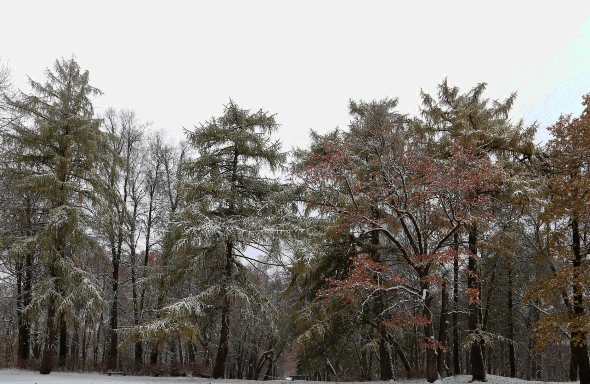 Церковь Покрова Пресвятой Богородицы в Алферьево - зимний вид