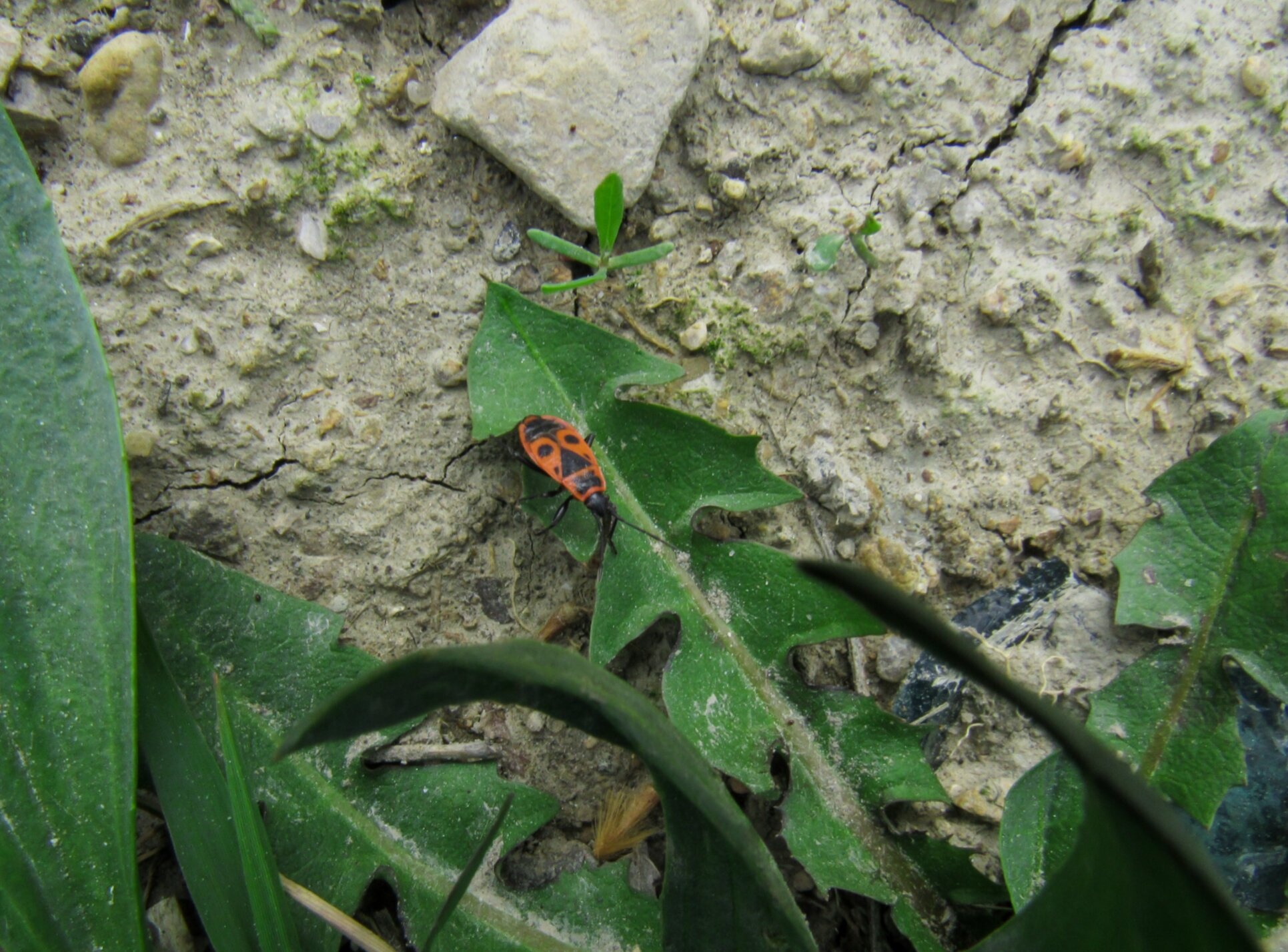 Клоп-солдатик на территории Алексеевского собора в Самарканде