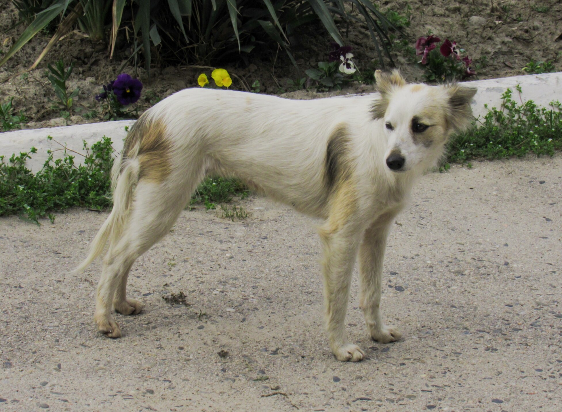 Собака на территории Свято-Алексиевского храма в Самарканде