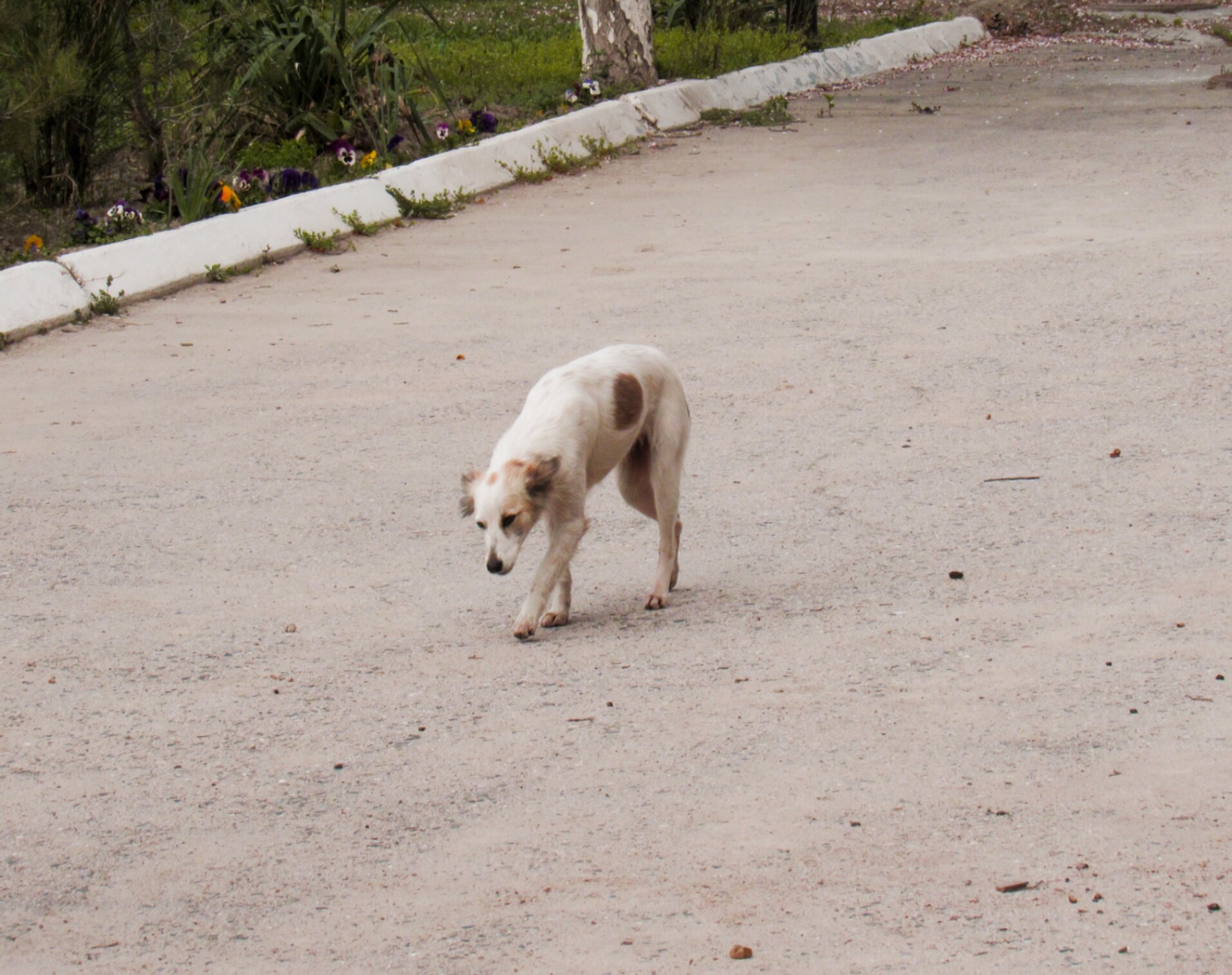 Собака на территории Свято-Алексиевского храма в Самарканде