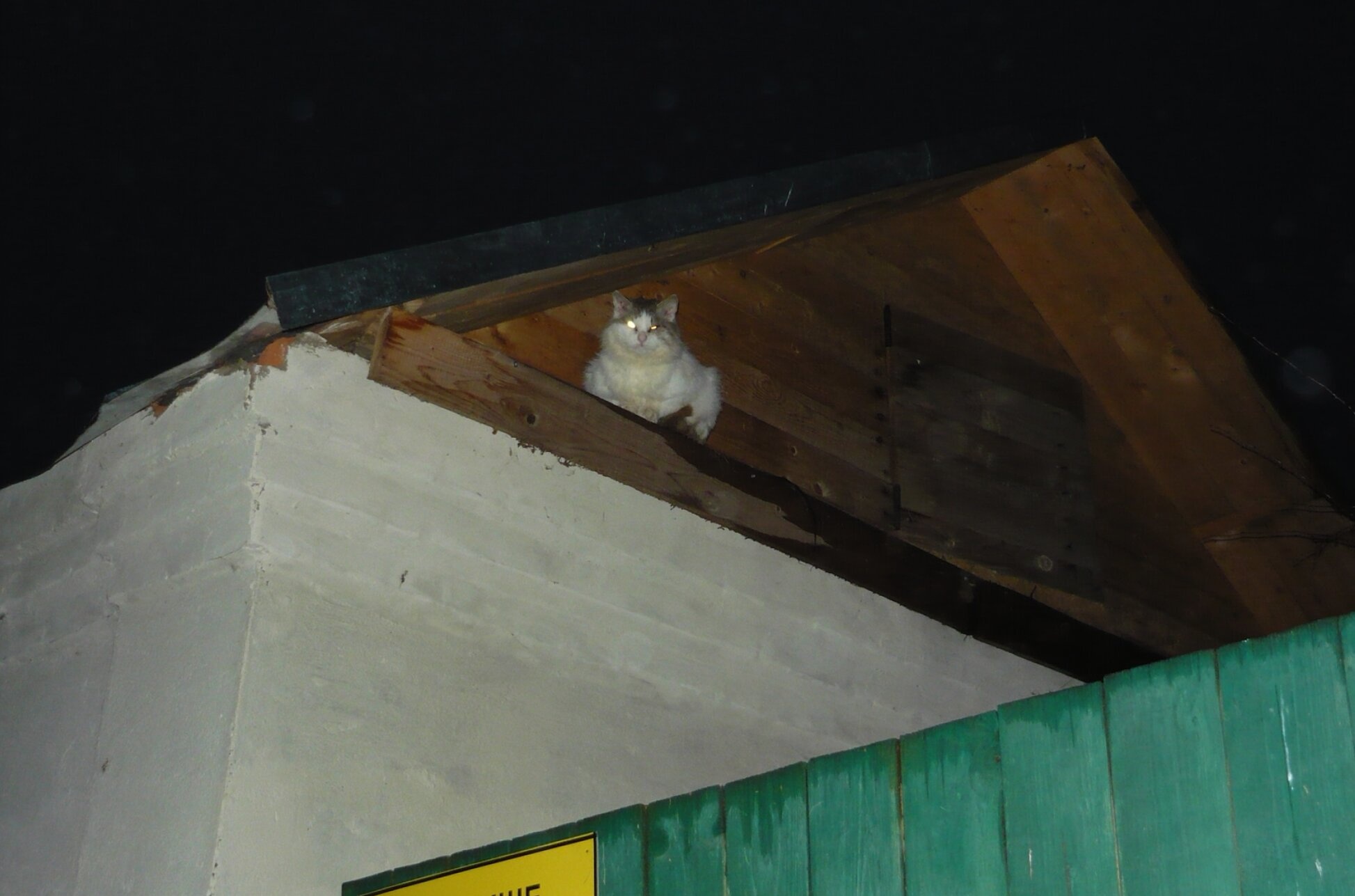 Белый кот на территории церковного комплекса Воскресения Христова в Прутне