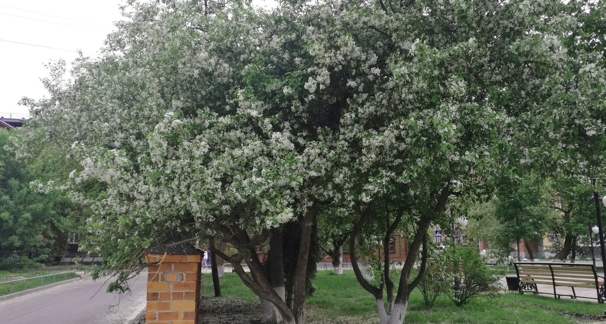 Цветущая яблоня у Крестовоздвиженской церкви в Тюмени